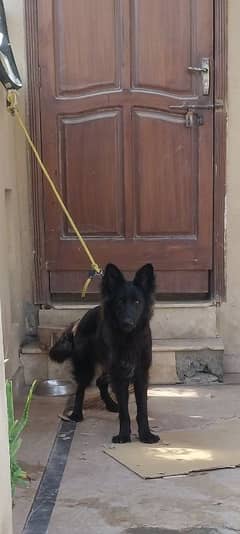 I want to sale my German Shepherd pedigree female