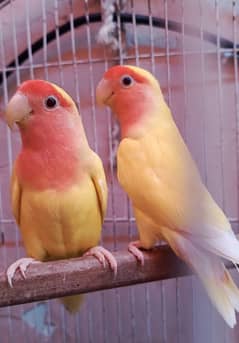 common loteno pair