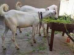 khassi Bakra