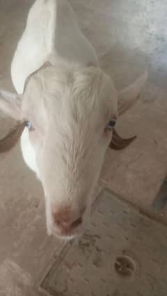 Goat for Sale