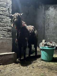 6 bakra available for sell