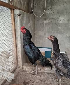 Aseel Pair