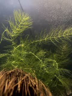 Gappy grass aquatic plant big bunch