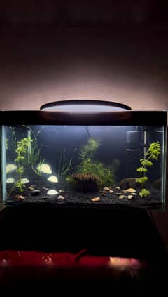 Gappy grass aquatic plant big bunch