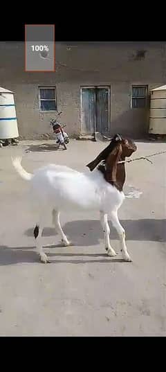 Bakra active aur khassi hey punch wala 2 dant