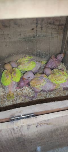 Yellow ringneck chicks my home breed for sale