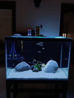 Customized Aquarium