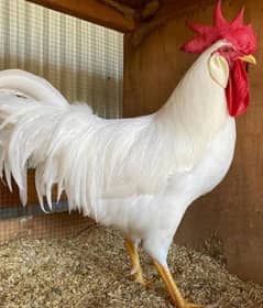 white leghorn cockrell
