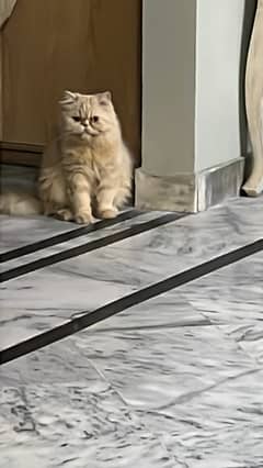 Breeder Female Near To peke Triple coat
