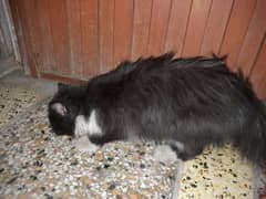 Russian cat