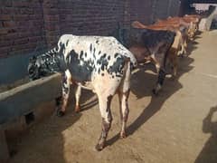Janwar