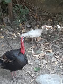turkey