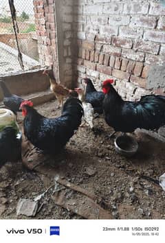 pure Australorp