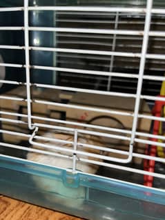 Hamster with cage