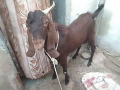 gar k parly hue 2 bakry ha nasali ha sell krha hu