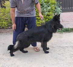 I want to sale long coat pedigree male