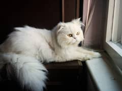 The Persian cat, also known as the Persian Longhair.