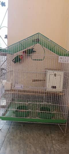 lovebirds and budgies with a jambo cage and another cage