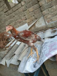 aseel