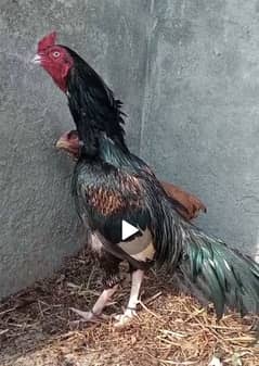 Aseel 100% fertile eggs