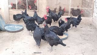 Austrolop breaders For sale /Austrolop hens for sale/Austrolop males