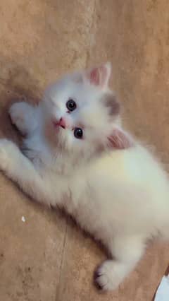 Kitten