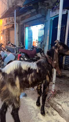 Goat for sale