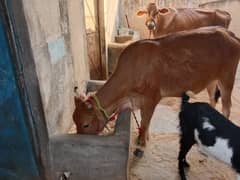 bachri