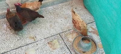 4Desi Hens for sale