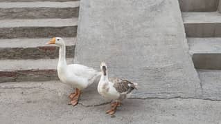 Ducks