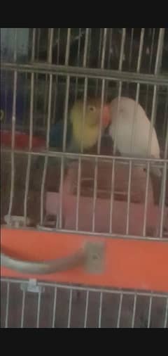 breeder pair or aik breeder male for sale