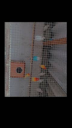 love birds and ringneck full set up for sale