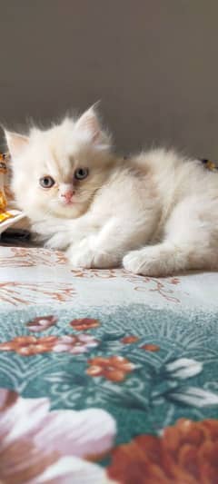 Persian kittens available fixed price no West time