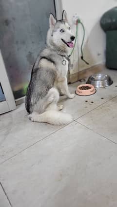 siberian
