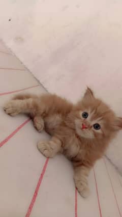 Persian cat baby for sale