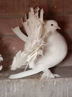 Indiana fantal lackay