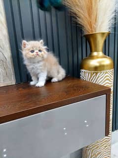 peki male kitten for sale
