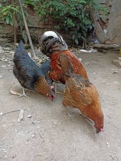 Big size one male and two female