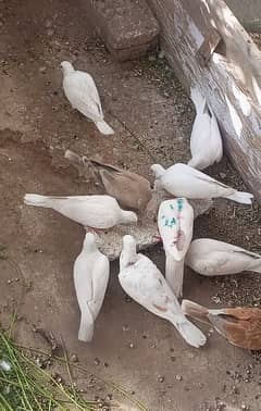 Dove (khumray ) 500 per piece