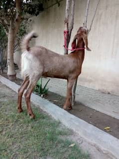 Bakra for sale