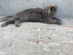 Persian cat punch face