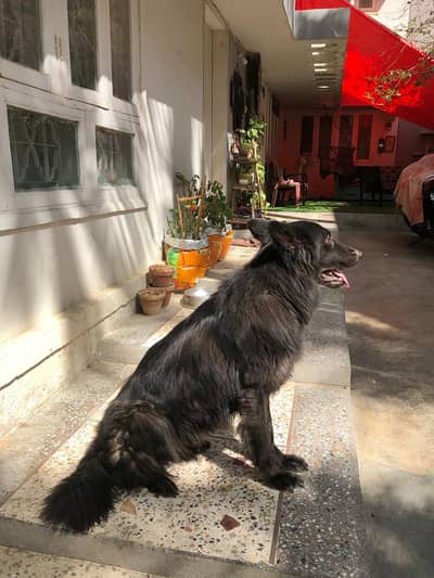 Black german shepherd