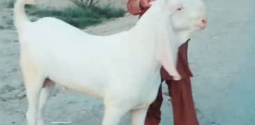 Qurbani lagne wala khasi Bakra for sale Call _03278290878