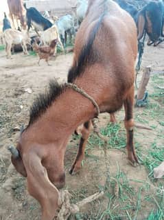 bakra