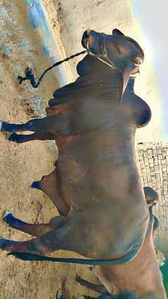 Qurbani Bull For sale