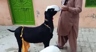 2 Bacchon Ka Sath Desi Bakri For Sale CALL/03278290878