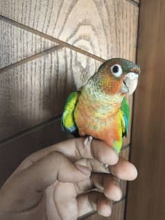 Conure