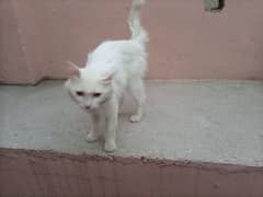 person cat