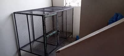cage and lotino. fisher. love bird pair for sale