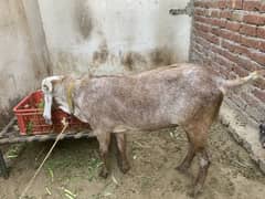 2 Dant Bakra Full Active